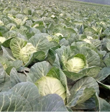 Rare Giant Cabbage Seed Oorganic Seed Vegetables 98%+ Germination Courtyard Plant Pot for Home Garden Plant