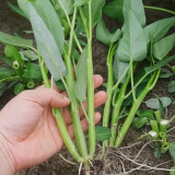 Three-Forked Water Spinach Seeds | Fast-Growing, High-Yield, Multiple Harvests, Four Seasons Planting