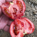 Super Sweet Pink Beauty Tomato Seeds – Uniform Fruits, High Yield, Suitable for Greenhouse and Open Field Cultivation
