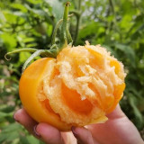 Sand-Rind Big Yellow Tomato Seeds - Round, Bright Yellow Tomatoes, Perfect for Market Sales & Home Gardening