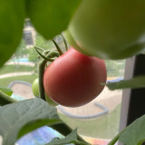 Super Sweet Pink Beauty Tomato Seeds – Uniform Fruits, High Yield, Suitable for Greenhouse and Open Field Cultivation