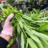 Three-Forked Water Spinach Seeds | Fast-Growing, High-Yield, Multiple Harvests, Four Seasons Planting