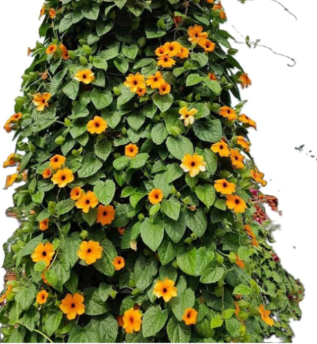 Black Eyed Susan Vine Seeds