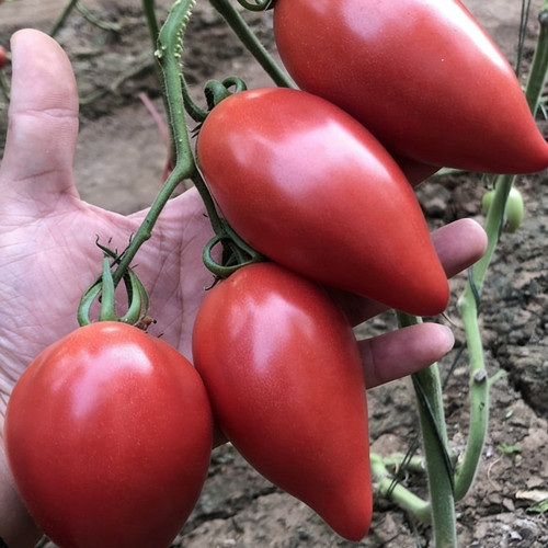 Super Sweet Mango Honey Tomato Seeds - Easy-to-Grow, Unique-Shaped Tomato, Perfect for Home Gardening & Container Planting