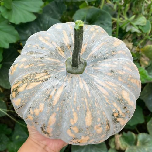 Sweet Dough Millstone Pumpkin Seeds – Premium Quality, Easy to Manage, High Yield, Sweet and Floury Texture