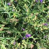 Baical Skullcap Seeds – Traditional Medicinal Herb, Bitter Yellow Root, Easy to Grow, Ideal for Herb Gardens