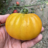 Sand-Rind Big Yellow Tomato Seeds - Round, Bright Yellow Tomatoes, Perfect for Market Sales & Home Gardening