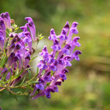 Baical Skullcap Seeds – Traditional Medicinal Herb, Bitter Yellow Root, Easy to Grow, Ideal for Herb Gardens