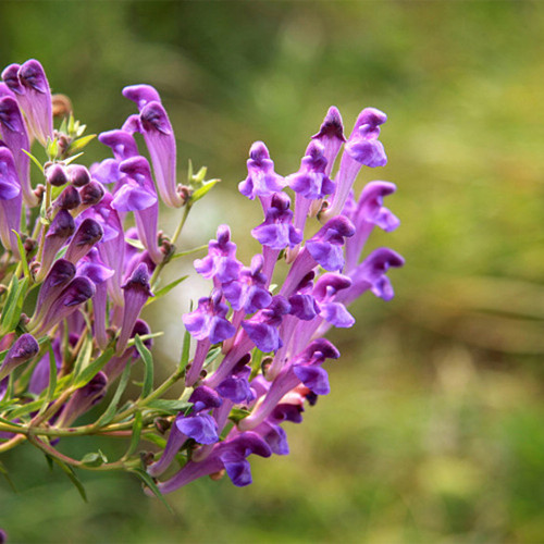 Baical Skullcap Seeds – Traditional Medicinal Herb, Bitter Yellow Root, Easy to Grow, Ideal for Herb Gardens