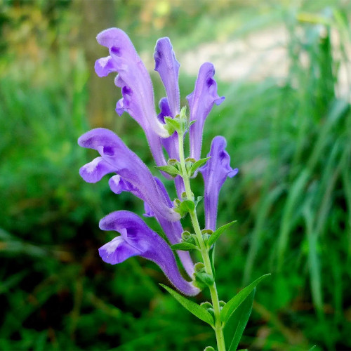 Baical Skullcap Seeds – Traditional Medicinal Herb, Bitter Yellow Root, Easy to Grow, Ideal for Herb Gardens