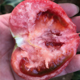 Super Sweet Pink Beauty Tomato Seeds – Uniform Fruits, High Yield, Suitable for Greenhouse and Open Field Cultivation