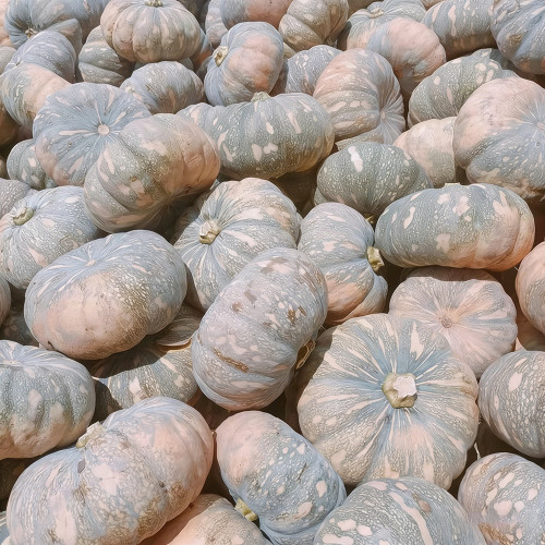Sweet Dough Millstone Pumpkin Seeds – Premium Quality, Easy to Manage, High Yield, Sweet and Floury Texture