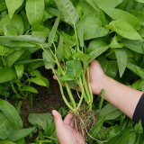Three-Forked Water Spinach Seeds | Fast-Growing, High-Yield, Multiple Harvests, Four Seasons Planting