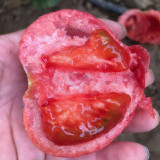 Super Sweet Pink Beauty Tomato Seeds – Uniform Fruits, High Yield, Suitable for Greenhouse and Open Field Cultivation