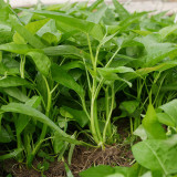 Three-Forked Water Spinach Seeds | Fast-Growing, High-Yield, Multiple Harvests, Four Seasons Planting