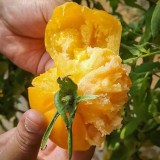 Sand-Rind Big Yellow Tomato Seeds - Round, Bright Yellow Tomatoes, Perfect for Market Sales & Home Gardening