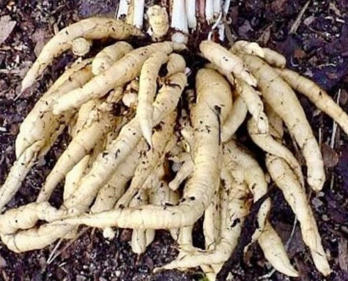 Skirret Seeds Sium Sisarum Rare, Delicious, and Vegetable