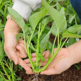 Three-Forked Water Spinach Seeds | Fast-Growing, High-Yield, Multiple Harvests, Four Seasons Planting