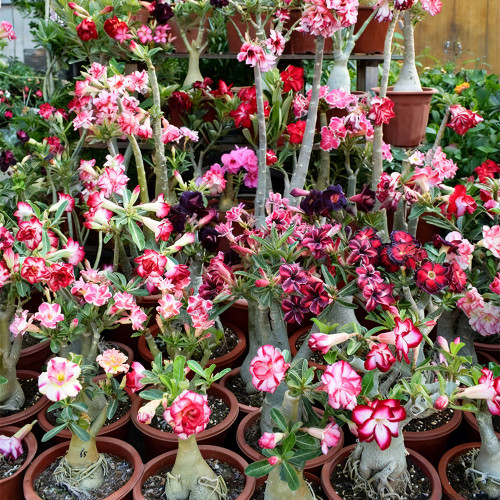 Mixed Color Desert Rose Seeds | Caudex Plant with Swollen Trunk, Elephant Leg Shape, Ideal for Garden Landscaping