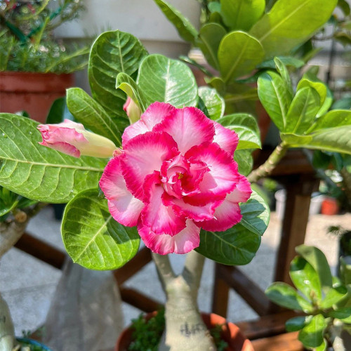 Mixed Color Desert Rose Seeds | Caudex Plant with Swollen Trunk, Elephant Leg Shape, Ideal for Garden Landscaping