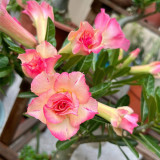 Mixed Color Desert Rose Seeds | Caudex Plant with Swollen Trunk, Elephant Leg Shape, Ideal for Garden Landscaping