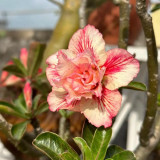 Mixed Color Desert Rose Seeds | Caudex Plant with Swollen Trunk, Elephant Leg Shape, Ideal for Garden Landscaping