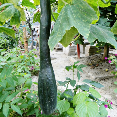Black Oxleg Black Honey Pumpkin Seeds – Vigorous Growth, High Yield, Orange-Yellow Flesh, Sweet Flavor