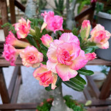 Mixed Color Desert Rose Seeds | Caudex Plant with Swollen Trunk, Elephant Leg Shape, Ideal for Garden Landscaping