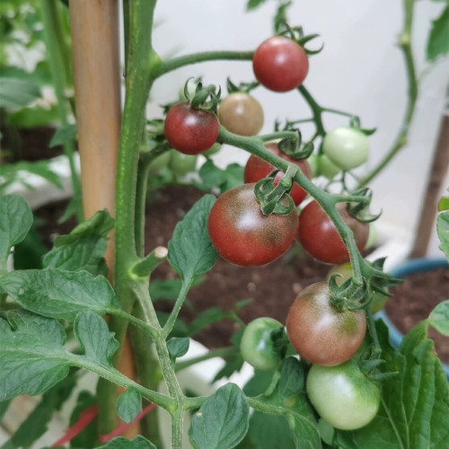 Reinhard Kraft's Purple Sugar Cherry Tomato Seeds | Indeterminate Variety, Rich Flavor, Large Clusters, High Yield