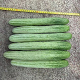 'Yanbai No.7' Long Greenish-white Cucumber Hybrid Seeds | Extremely Early Maturing, Crisp Tender Texture, Strong Vigor