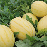 'Golden No.3' Watermelon Hybrid Seeds – Yellow Rind, Red Flesh, Premium Gift-Type, Early Maturity & High Yield