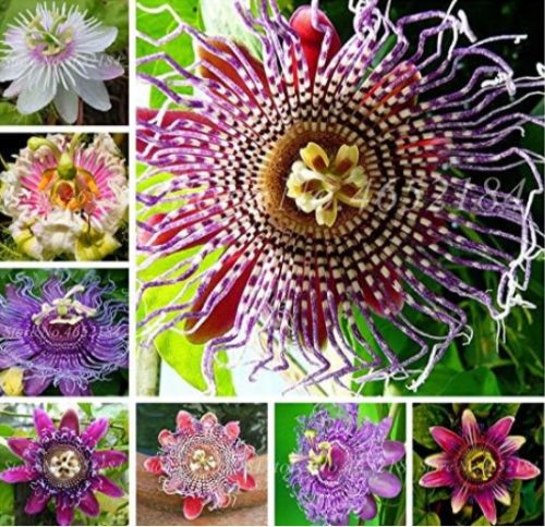Passion Flower Seeds Vine Fruit Outdoor Potted Bloom Passion Bonsai Plants DIY Home Garden Decor Easy to Grow - (Color: Mixed)