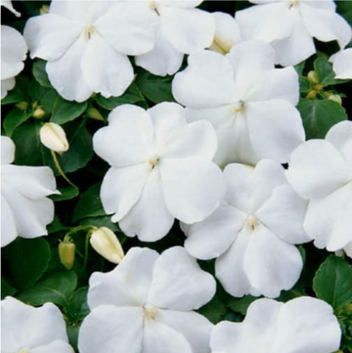 White Impatiens Seeds, Impatiens Seeds, Non-GMO Heirloom Annual Flower