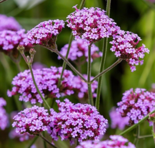 Purpletop Vervain Seeds Verbena Bonariensis Perennial Garden Medicinal