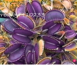 Carnivorous Seeds Rare Venus Fly Trap Dionaea Muscipula Insect Catching Sundew Flowers