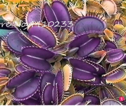 Carnivorous Seeds Rare Venus Fly Trap Dionaea Muscipula Insect Catching Sundew Flowers