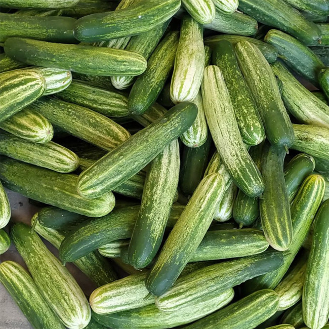 'Yanbai No.7' Long Greenish-white Cucumber Hybrid Seeds | Extremely Early Maturing, Crisp Tender Texture, Strong Vigor