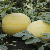 'Golden No.3' Watermelon Hybrid Seeds – Yellow Rind, Red Flesh, Premium Gift-Type, Early Maturity & High Yield