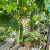 'Yanbai No.7' Long Greenish-white Cucumber Hybrid Seeds | Extremely Early Maturing, Crisp Tender Texture, Strong Vigor