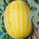 'Golden No.3' Watermelon Hybrid Seeds – Yellow Rind, Red Flesh, Premium Gift-Type, Early Maturity & High Yield