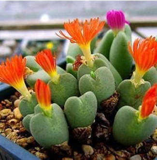 Fresh Real Lithops Aizoaceae Pseudotru Semillas ~Living Stones Colorful Faces Bonsai Succulent Plant sementes - (Color: 9)