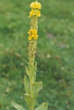 Common Mullein Seeds, Verbascum Thapsus, Organic & Freshly harvested