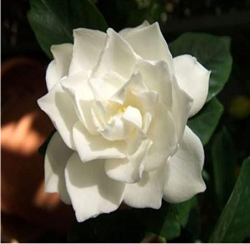 Flower Cape Jasmine Seeds (Gardenia jasminoides) Fragrant Exotic Shrub - Open pollinate