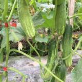 'Yanbai No.7' Long Greenish-white Cucumber Hybrid Seeds | Extremely Early Maturing, Crisp Tender Texture, Strong Vigor