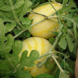 'Golden No.3' Watermelon Hybrid Seeds – Yellow Rind, Red Flesh, Premium Gift-Type, Early Maturity & High Yield