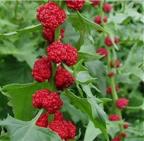 Strawberry Spinach - Beetberry - Organic Seeds - Heirloom - Non-GMO