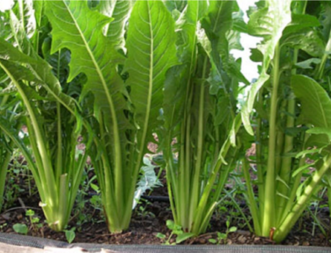 Catalogna Emerald Endive Seeds, Non-GMO, Chicory, Italian Dandelion, Seed
