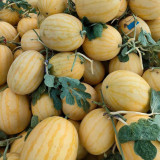 'Golden No.3' Watermelon Hybrid Seeds – Yellow Rind, Red Flesh, Premium Gift-Type, Early Maturity & High Yield