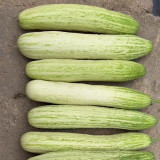 'Yanbai No.7' Long Greenish-white Cucumber Hybrid Seeds | Extremely Early Maturing, Crisp Tender Texture, Strong Vigor