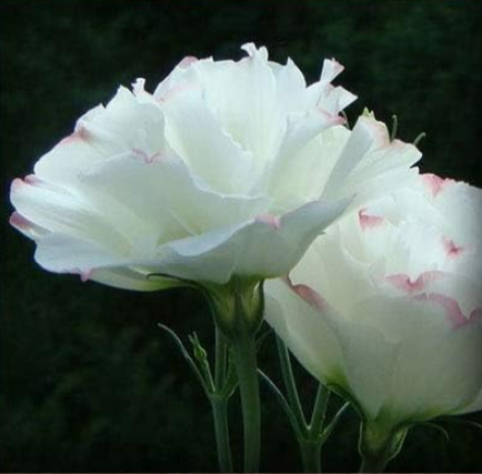 Eustoma Perennial Flowering Seeds Potted Flowers Lisianthus bonsais (Color: 5)